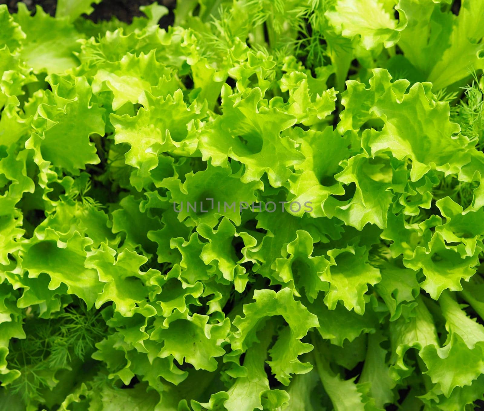 Food green background.The concept of growing vegetables and herbs for food.Young salad greens.Top view