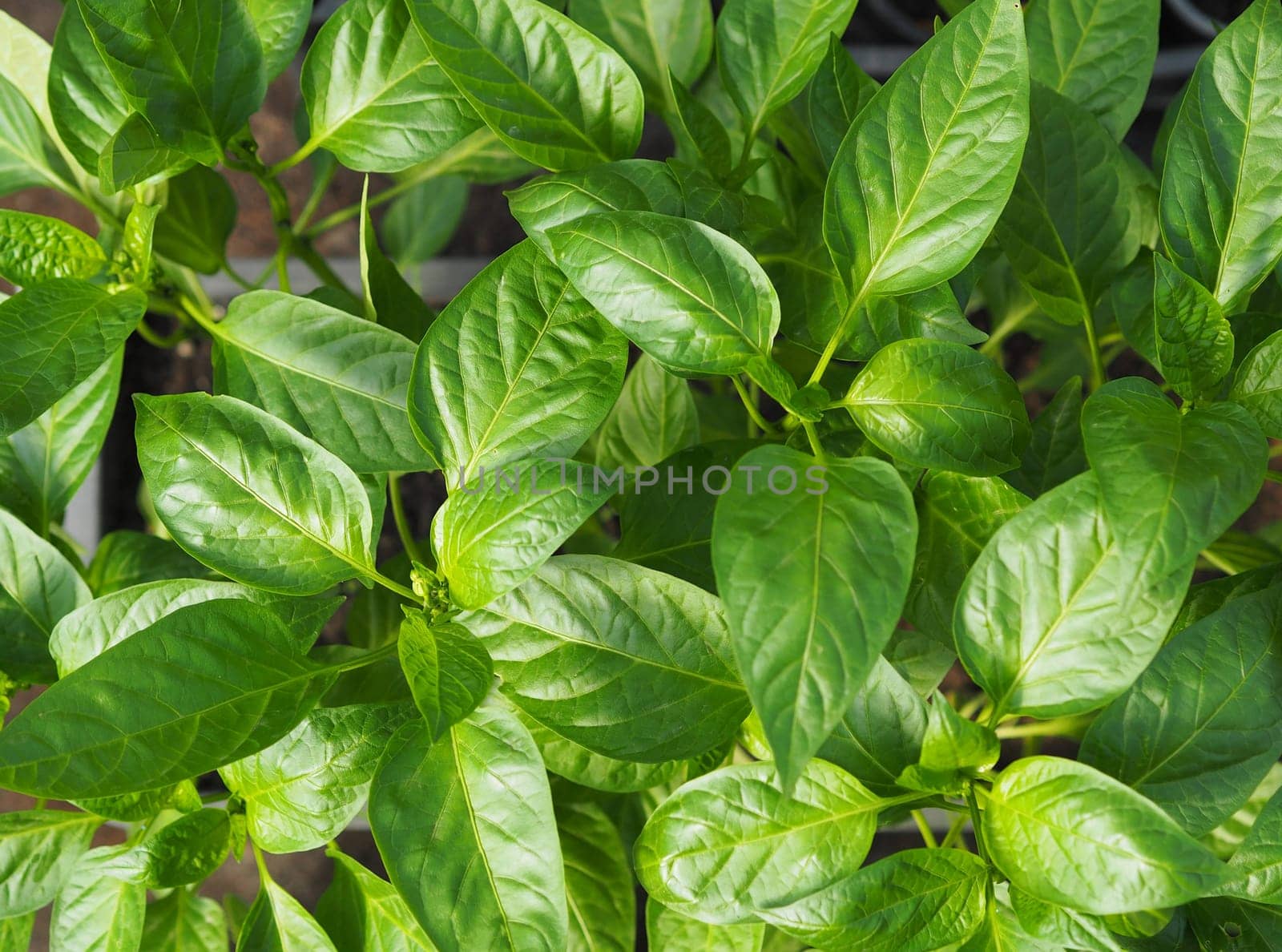 Food green background.The concept of growing vegetables and herbs for food.Young greens of bell pepper seedlings.Top view