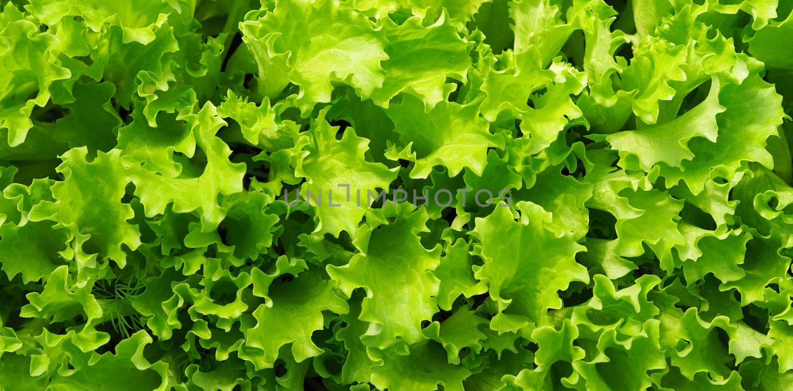 Food green background.The concept of growing vegetables and herbs for food.Young salad greens.Top view