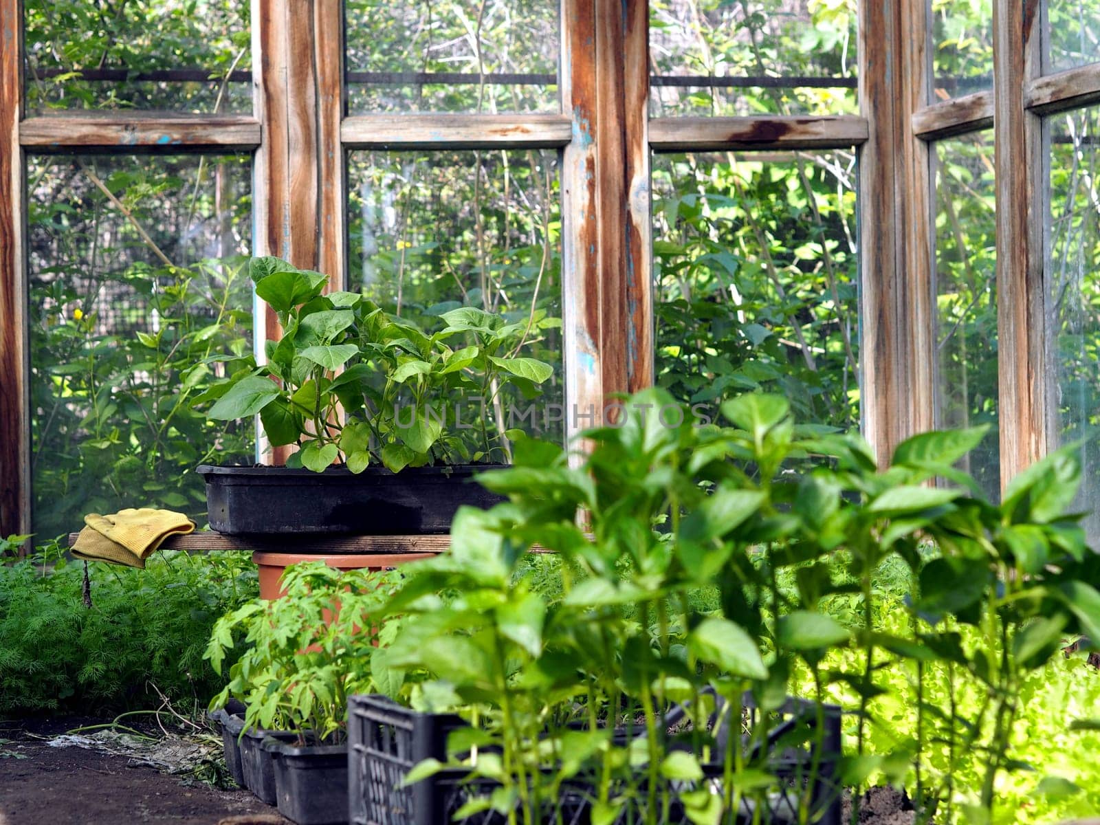 Young sprouts of seedlings in vegetable garden. Greenery in a greenhouse. Fresh herbs in the spring on the beds.