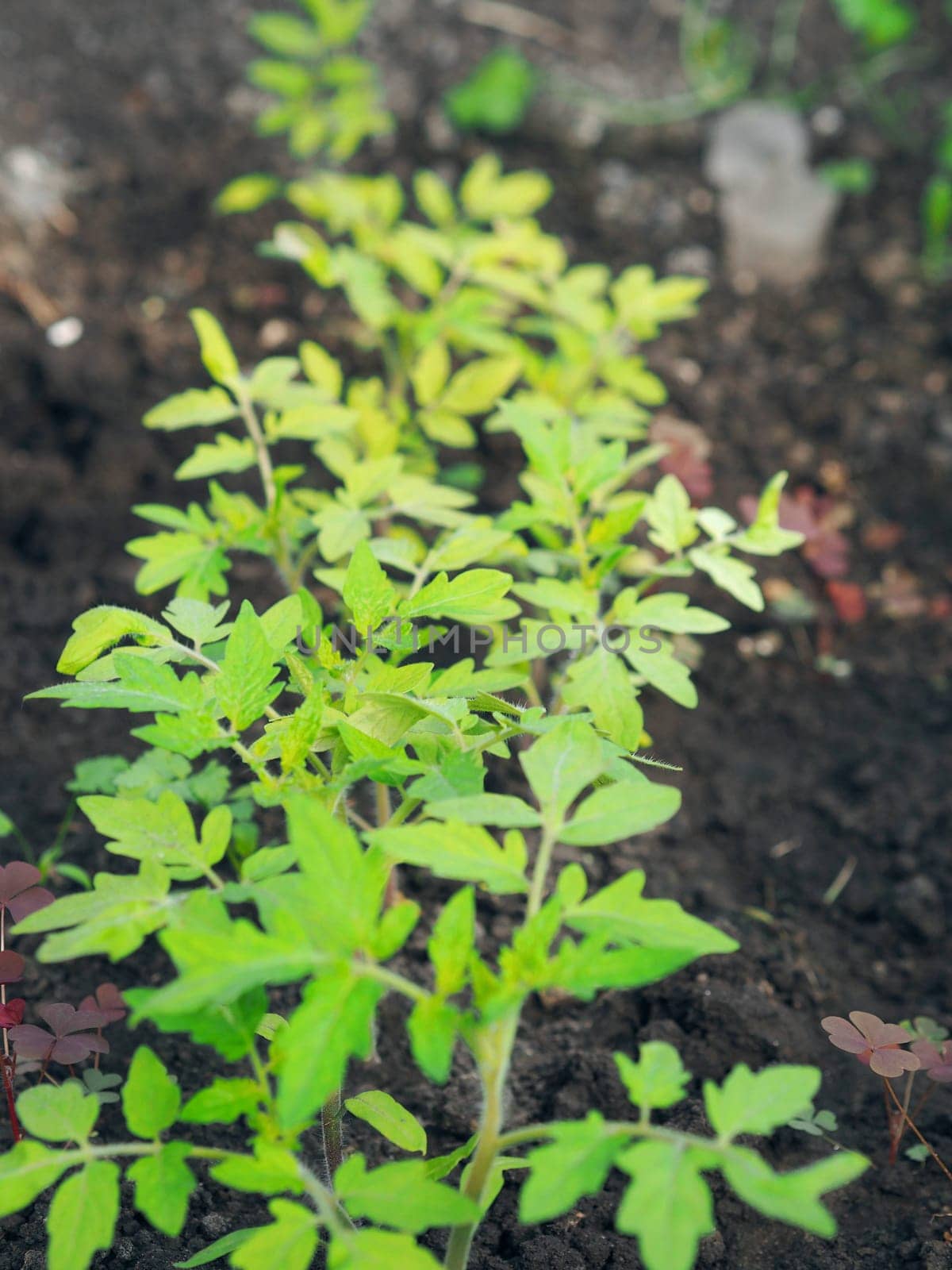 Food green background.The concept of growing vegetables and herbs for food.Side view of tomato seedlings in a greenhouse. by TatianaPink