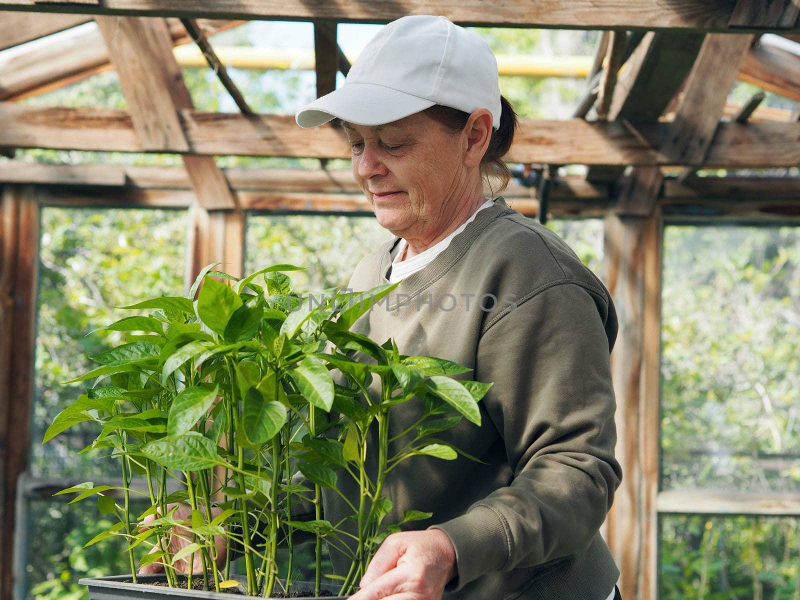 An elderly woman holds young pepper sprouts for planting in the ground. Spring sowing work. The concept of growing vegetables. by TatianaPink