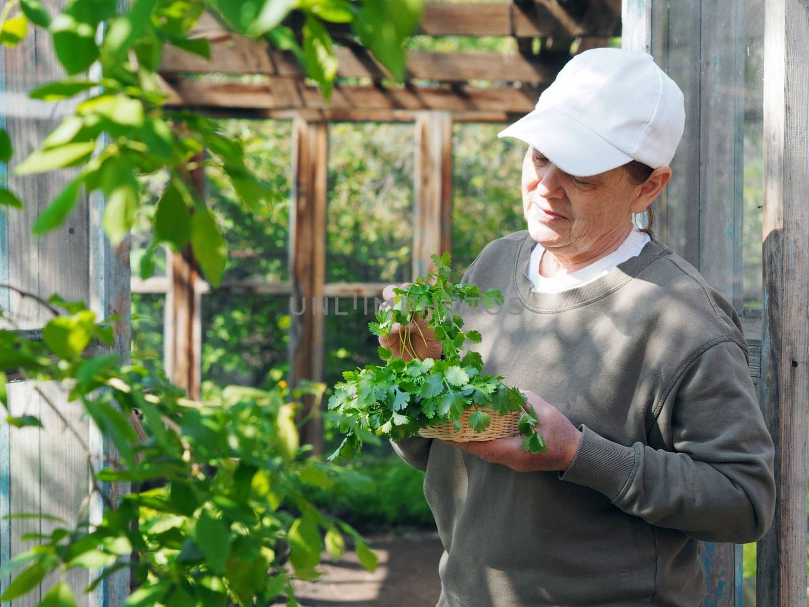 Healthy food concept with herbs. An elderly woman holds a bunch of grown early green herbs and admires her. by TatianaPink