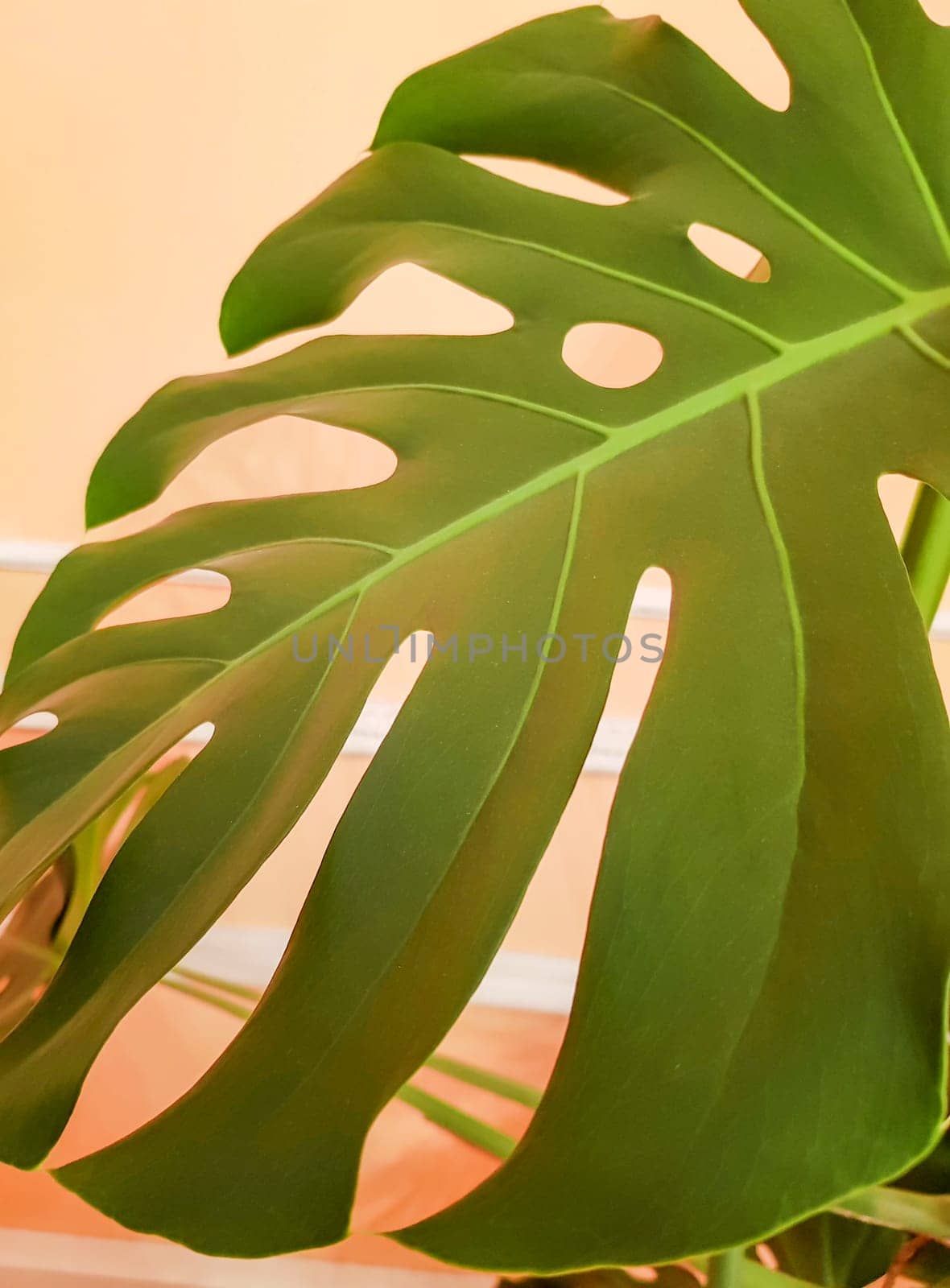 Monstera leaf close-up on a yellow background, vertical by claire_lucia