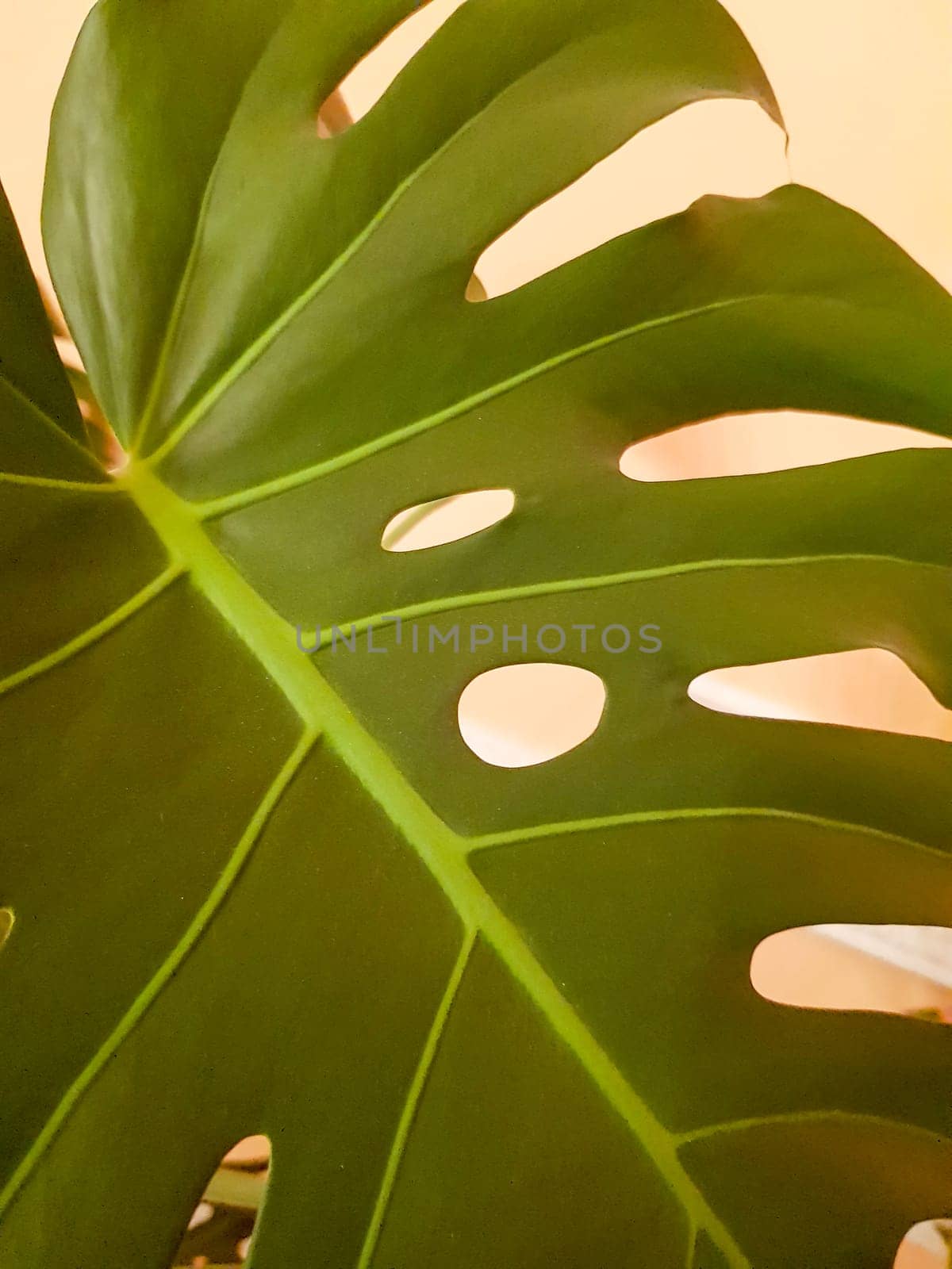 Monstera leaf close-up on a yellow background, vertical.