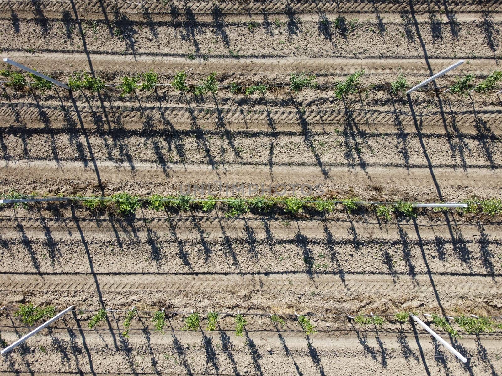 aerial view over agricultural fruits gardens. a look at the plantation. ideally even rows of young and well-groomed trees. geometry of modern farmers. organic farm. Green garden plantation.