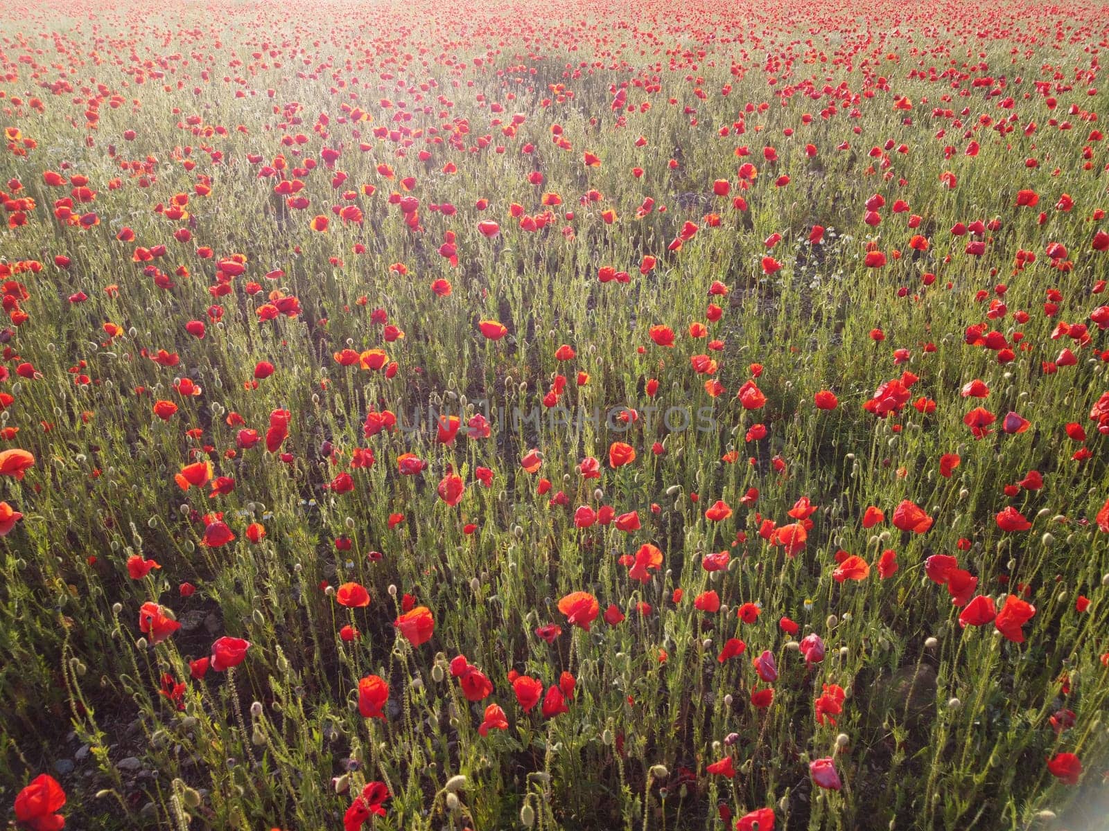 Aerial view on poppy field at sunset, with red poppies and wildflowers glowing in the evening light. Beautiful field scarlet poppies flowers in motion blur. Glade of red poppies. Papaver sp. Nobody by panophotograph