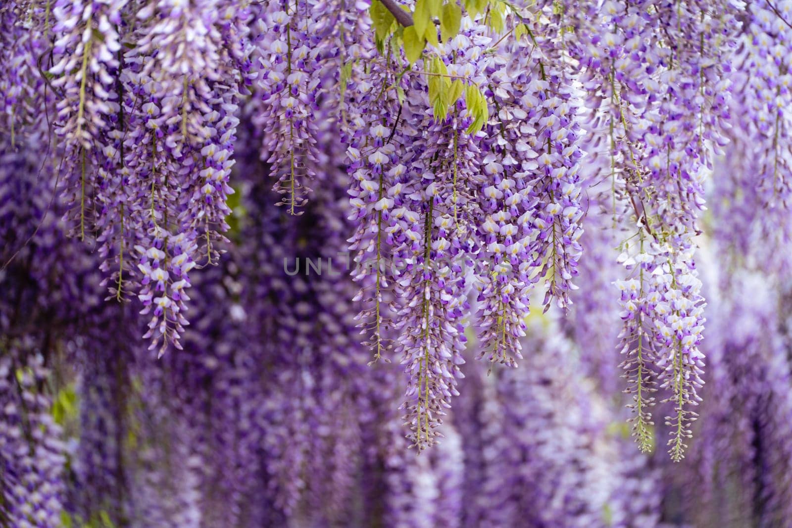 Blooming Wisteria Sinensis with scented classic purple flowersin full bloom in hanging racemes closeup. Garden with wisteria in spring.