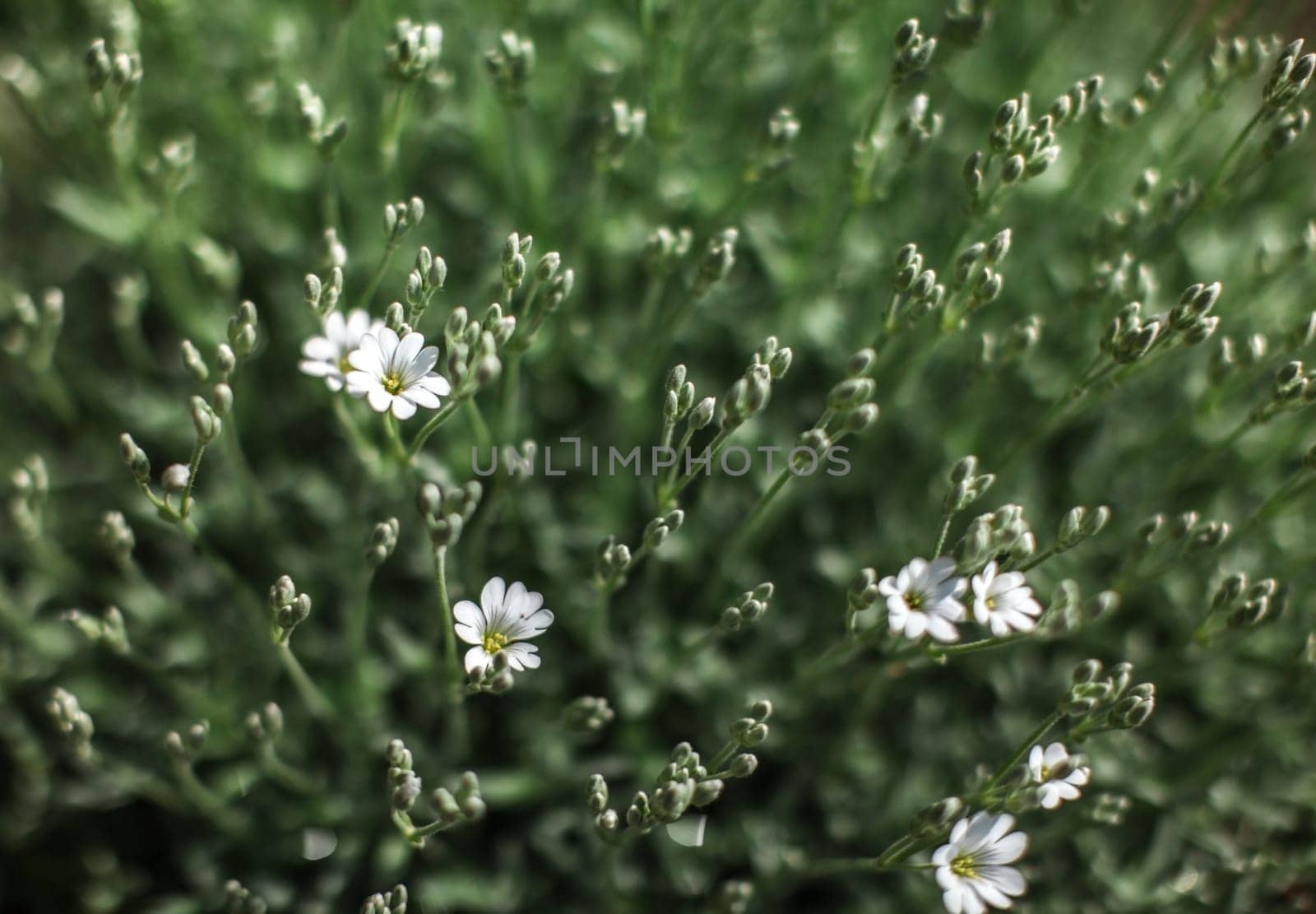 Shallow depth of field photo only blossoms in focus, small white flowers with blurred green leaves behind. Abstract spring flowery background.
