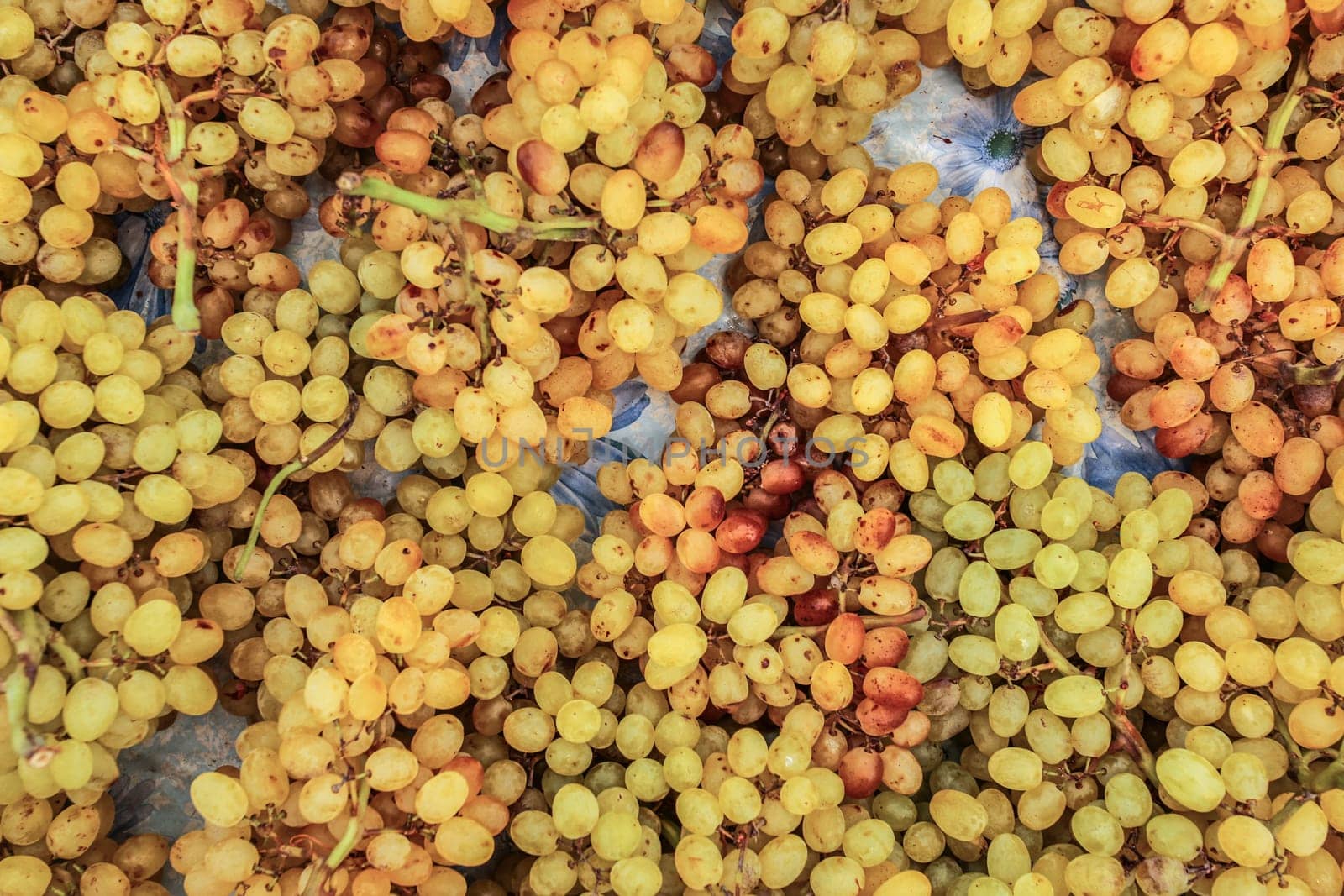 Top view - small yellow grapes displayed on food market, Kyrenia, Northern Cyprus