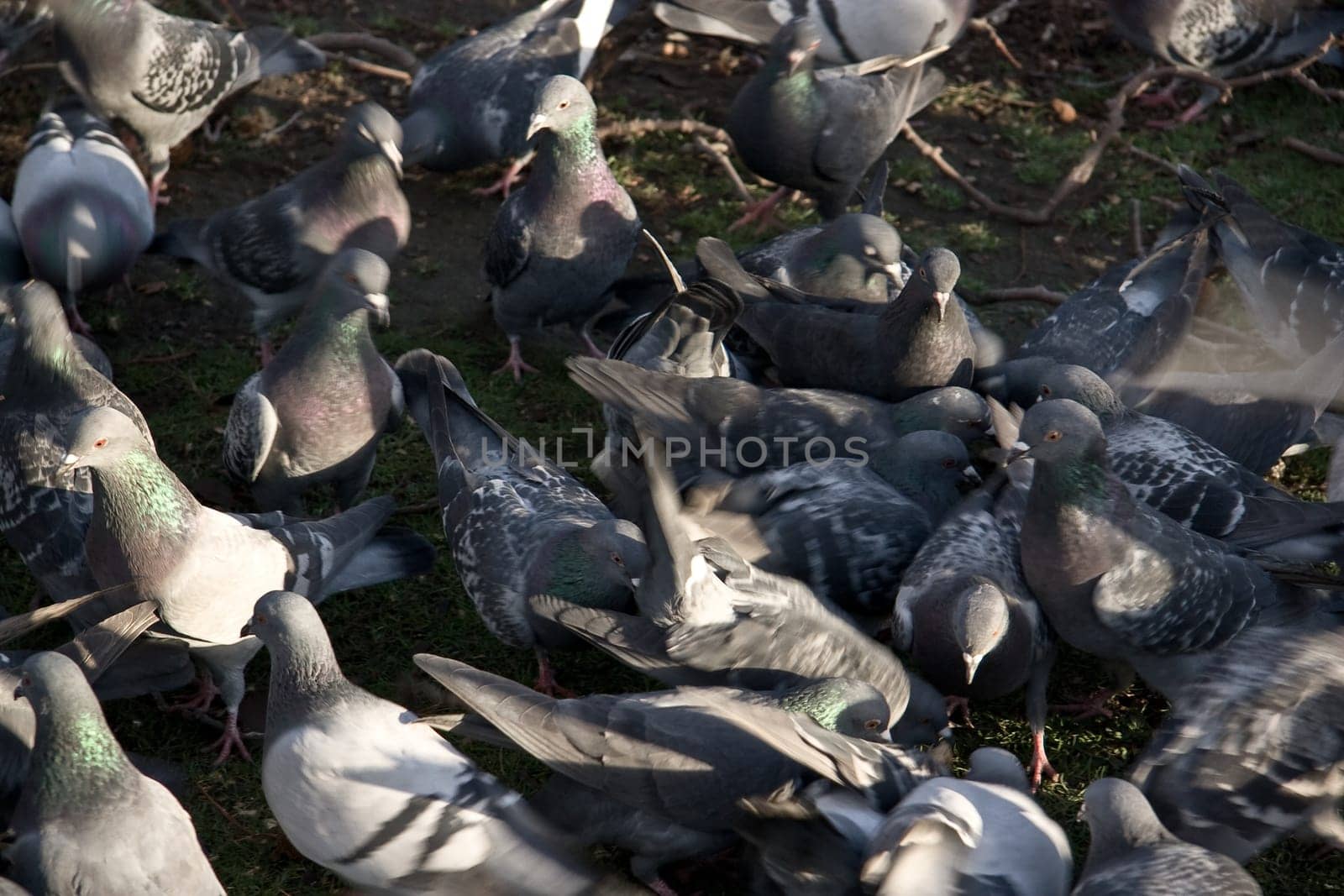 Group of pigeons on ground, some of them blurry to emphasise chaotic movement.