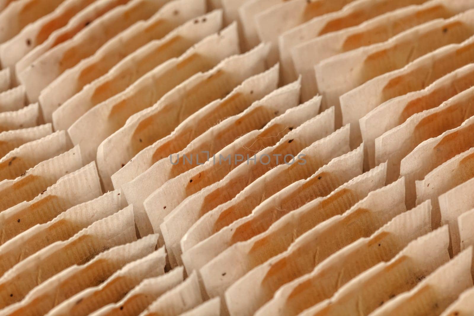 Closeup of teabags neatly arranged in box.