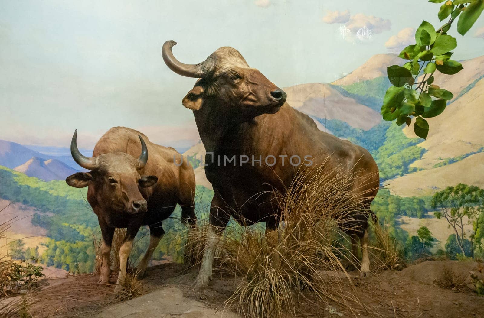 NEW YORK, USA - DECEMBER 05, 2011: A stuffed buffalo with horns on display at the Museum of National History, USA by Hydrobiolog