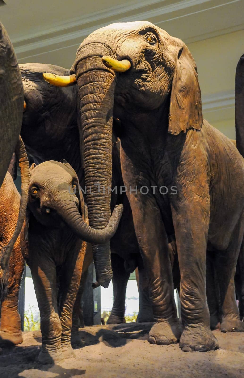 NEW YORK, USA - DECEMBER 05, 2011: Stuffed elephants on display at the Museum of National History, USA