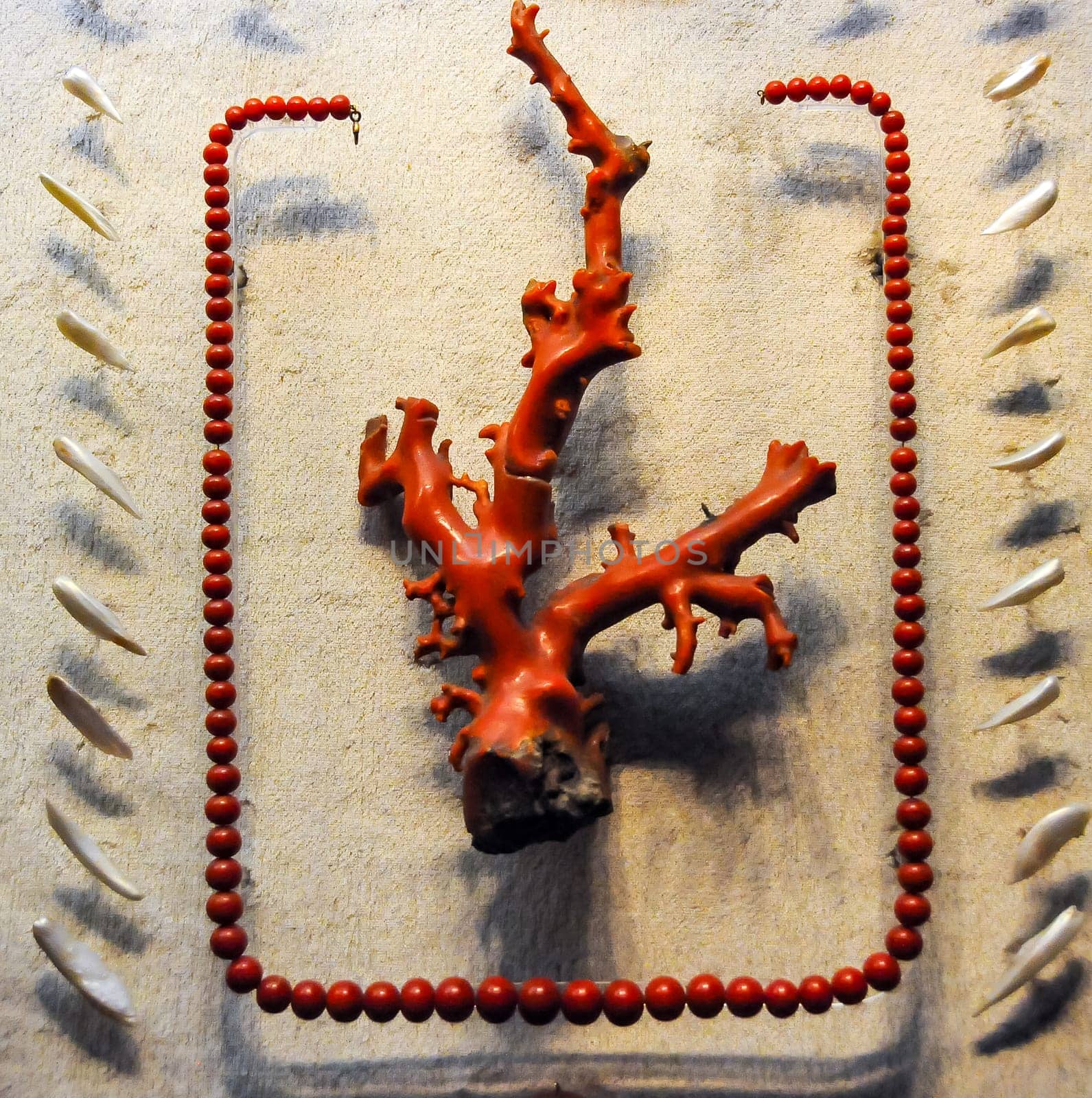 NEW YORK, USA - DECEMBER 05, 2011: A branch of red coral and coral beads on display at the Museum of National History, USA by Hydrobiolog