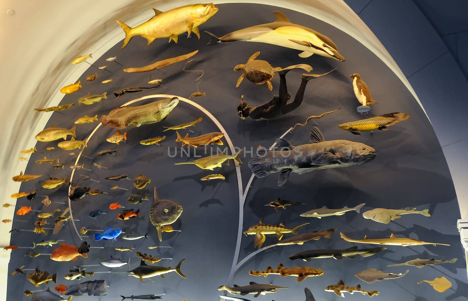 NEW YORK, USA - DECEMBER 05, 2011: The evolution of fish in an exhibit at the Museum of National History, USA by Hydrobiolog