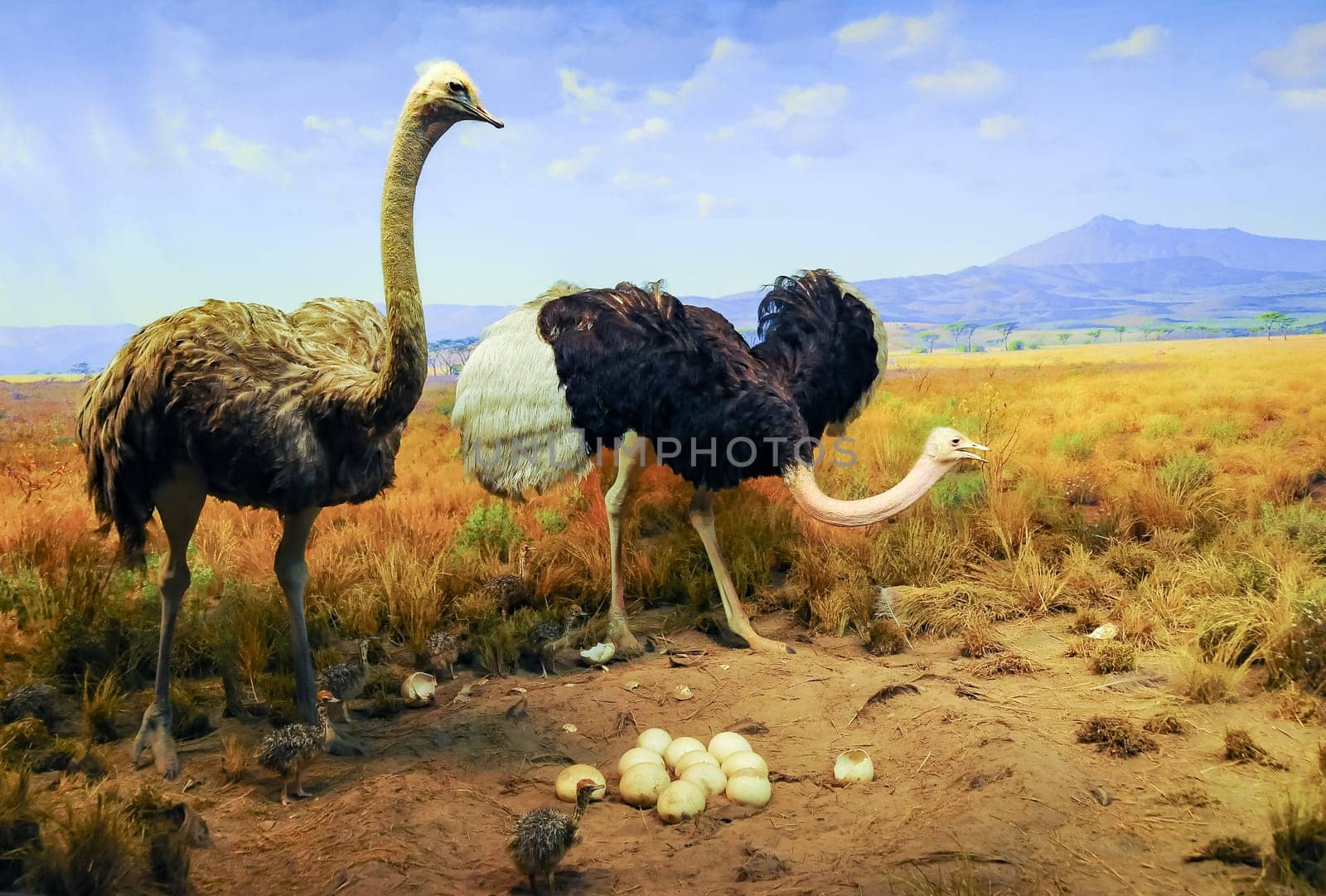 NEW YORK, USA - DECEMBER 05, 2011: A male and female ostrich near a nest of eggs in an exhibit at the Museum of National History, USA