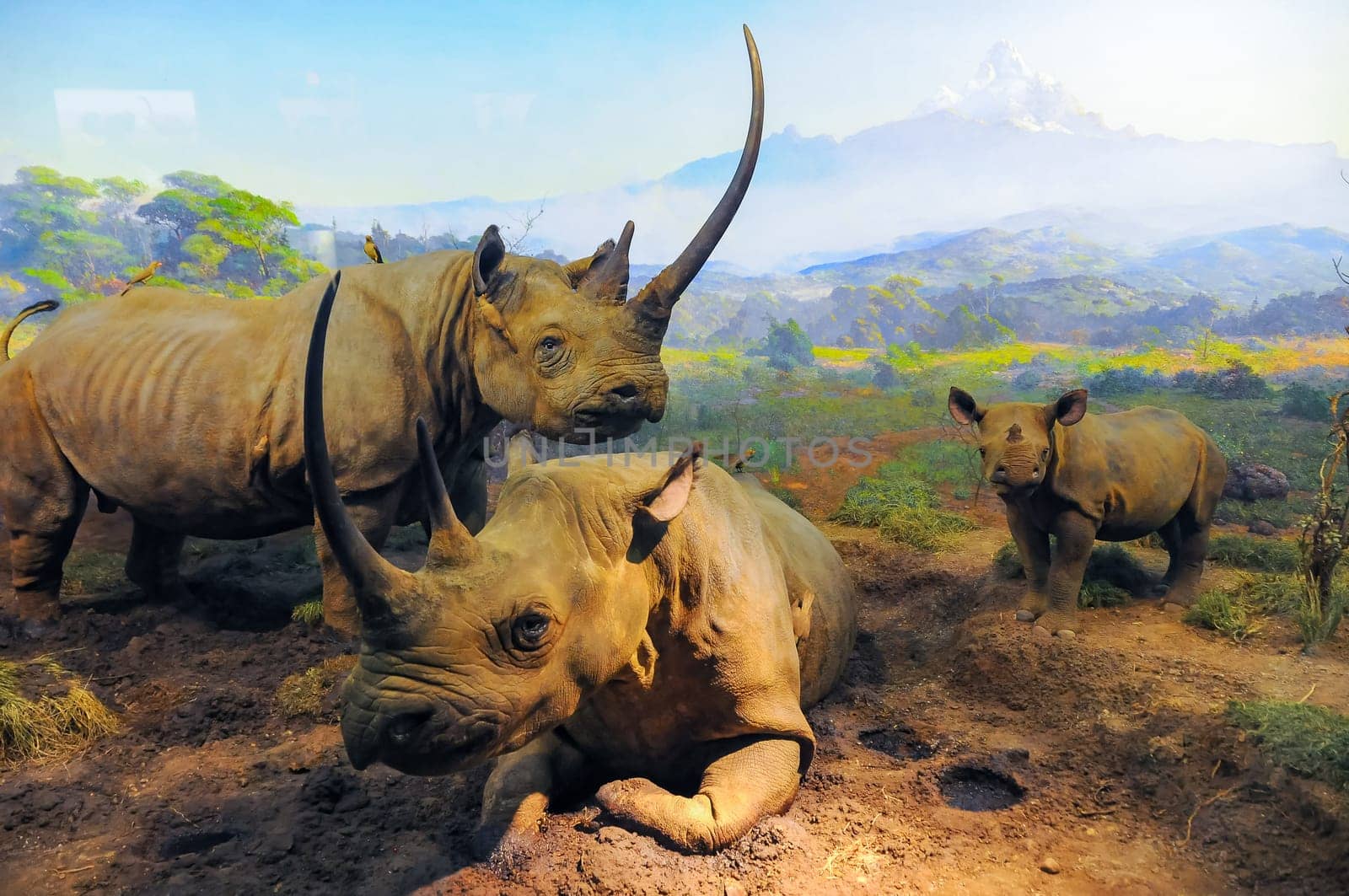 NEW YORK, USA - DECEMBER 05, 2011: Rhinoceroses, or better known as rhinos on display at the Museum of National History, USA by Hydrobiolog