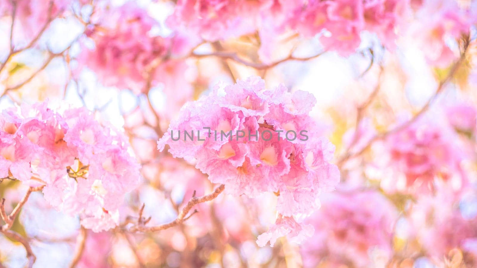 close-up beautiful pink bloosom flower . wedding  or valentine background. love concept .Soft blur focus. In sepia vintage pastel toned