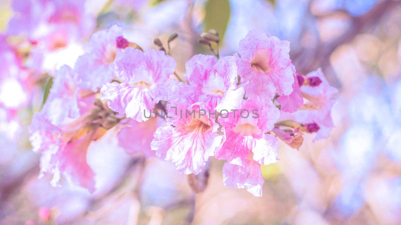 close-up beautiful pink bloosom flower . wedding  or valentine background. love concept .Soft blur focus. In sepia vintage pastel toned by Petrichor