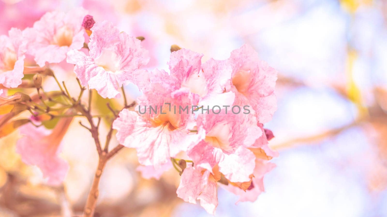 close-up beautiful pink bloosom flower . wedding  or valentine background. love concept .Soft blur focus. In sepia vintage pastel toned by Petrichor