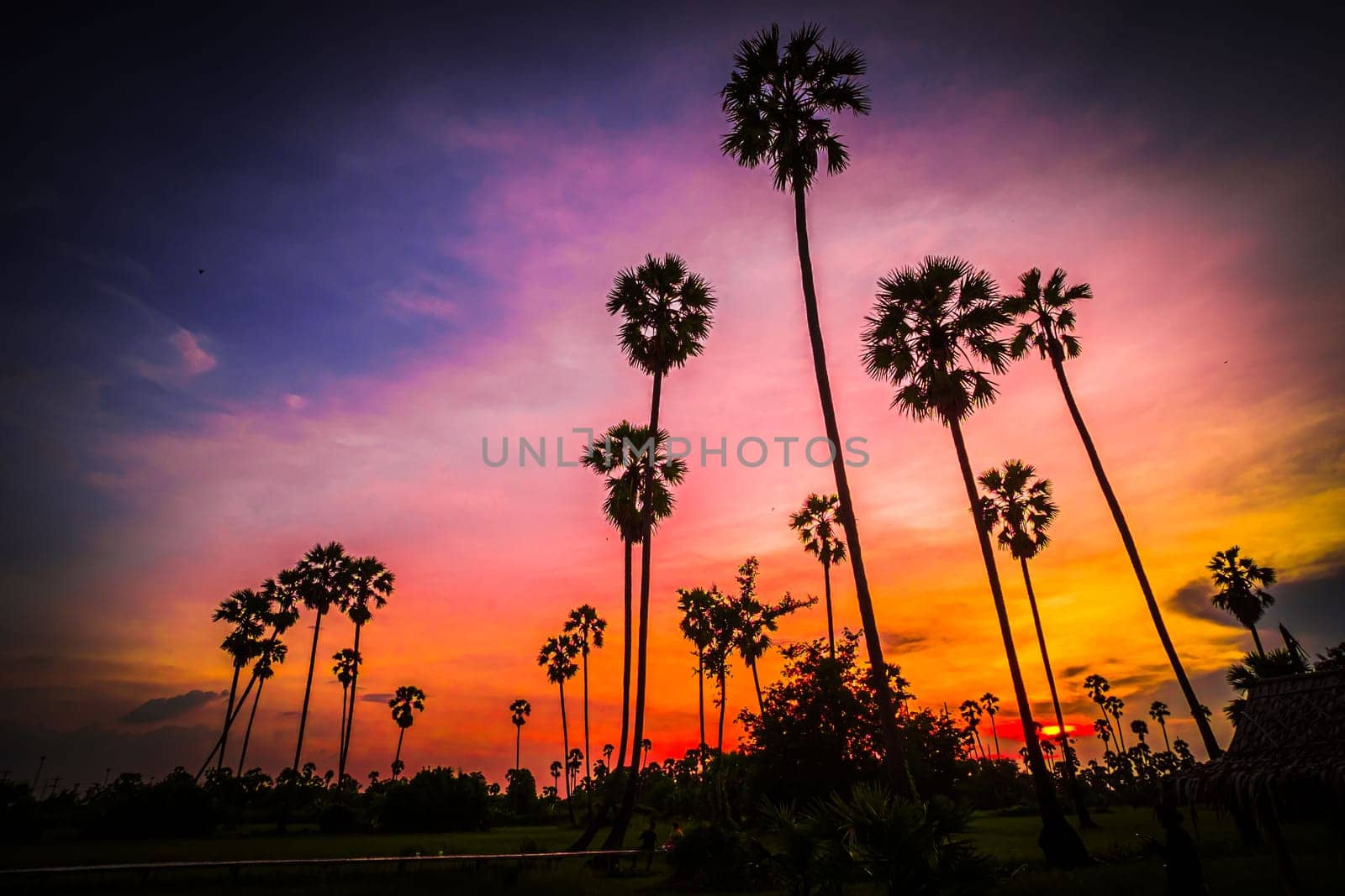 palm tree with sunset tropical beach landscape South east asia.