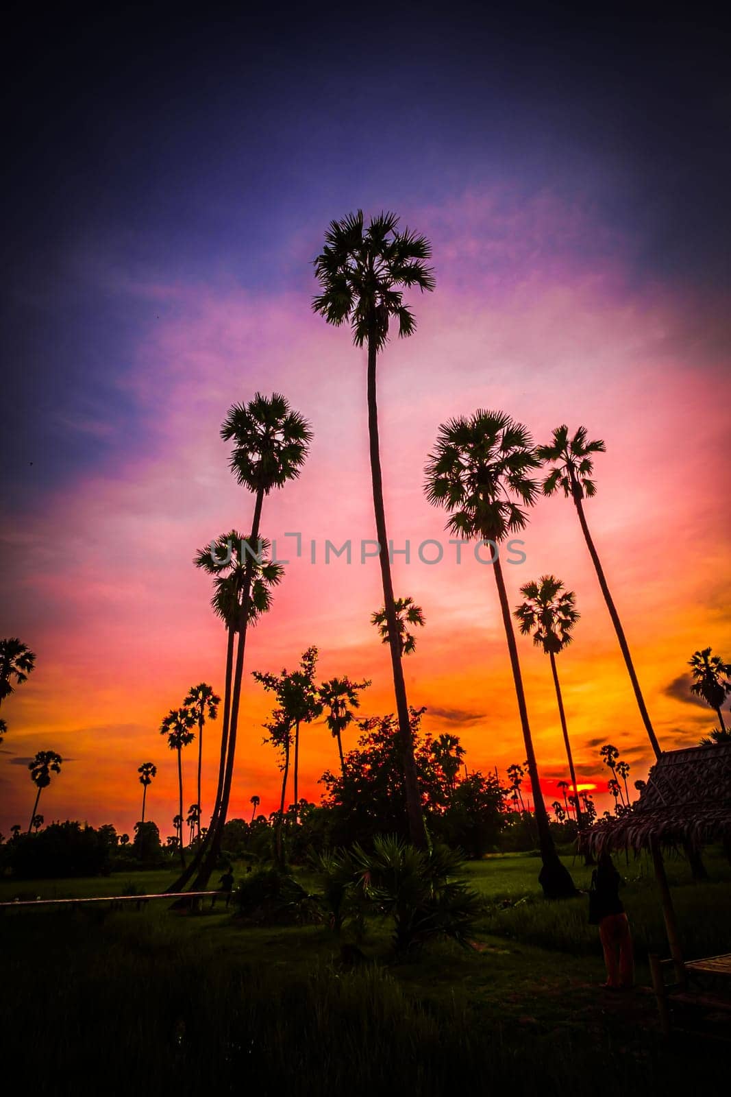 palm tree with sunset tropical beach landscape South east asia.