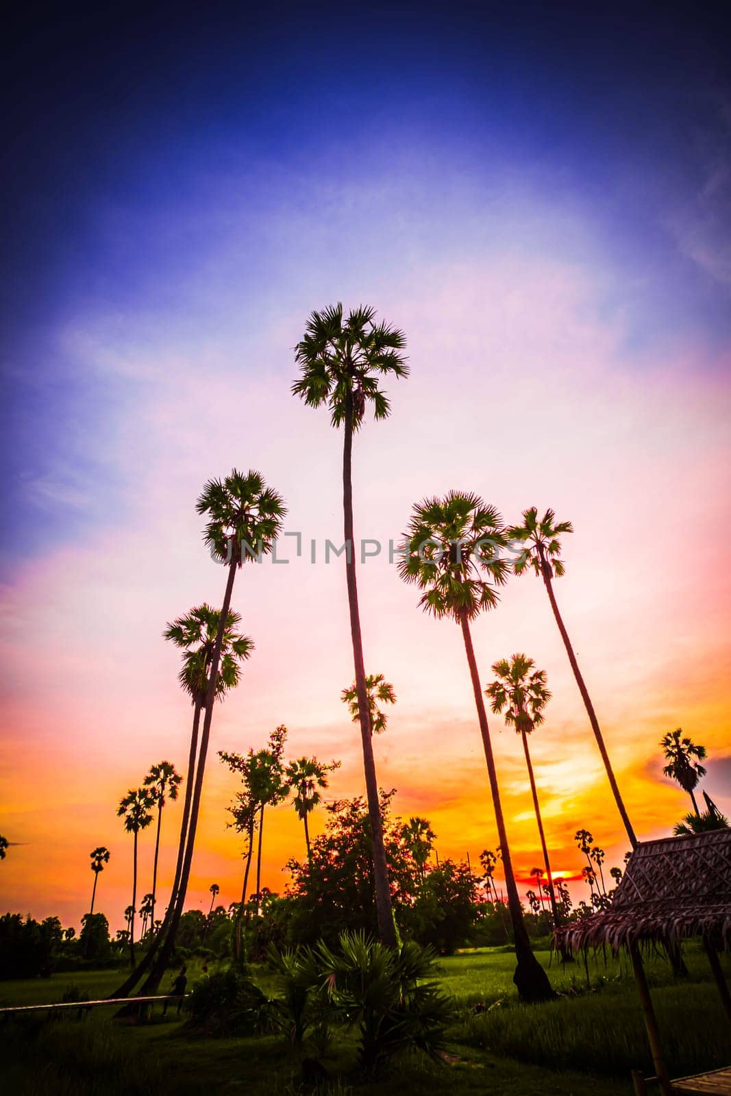 palm tree with sunset tropical beach landscape South east asia. by Petrichor