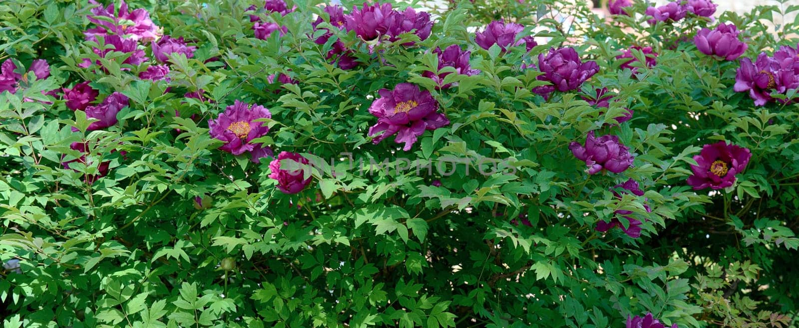 Tree peony bush with green leaves and pink flowers in the park
