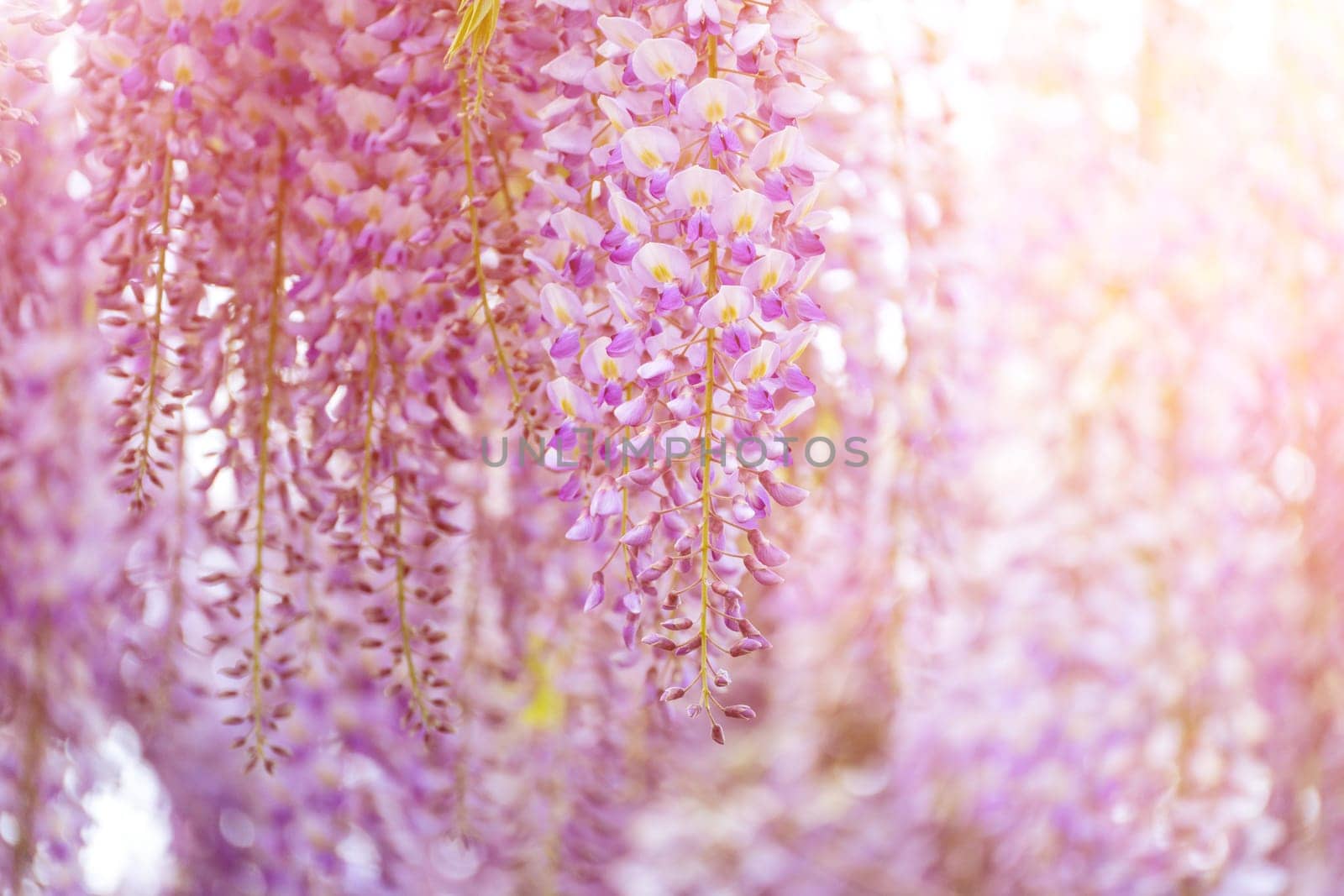 Blooming Wisteria Sinensis with scented classic purple flowersin full bloom in hanging racemes closeup. Garden with wisteria in spring.