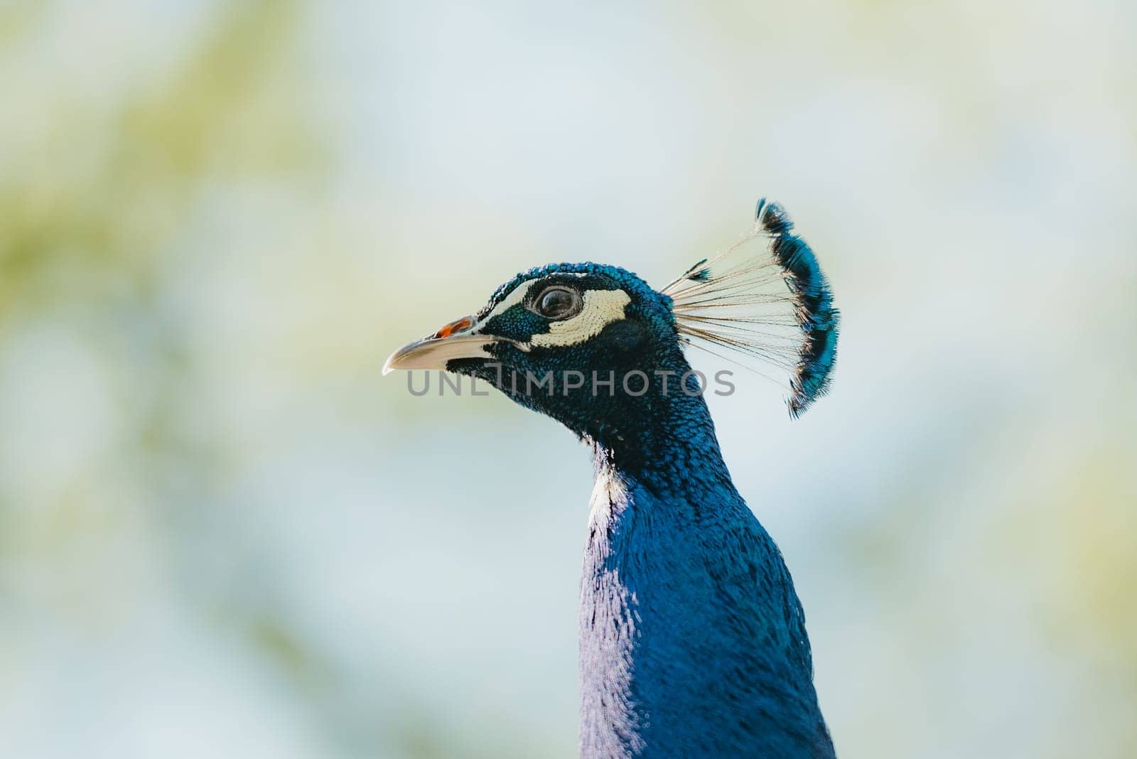 A close portrait of the Indian peafowl which is walking in the park in the morning. The common peacock in the forest.