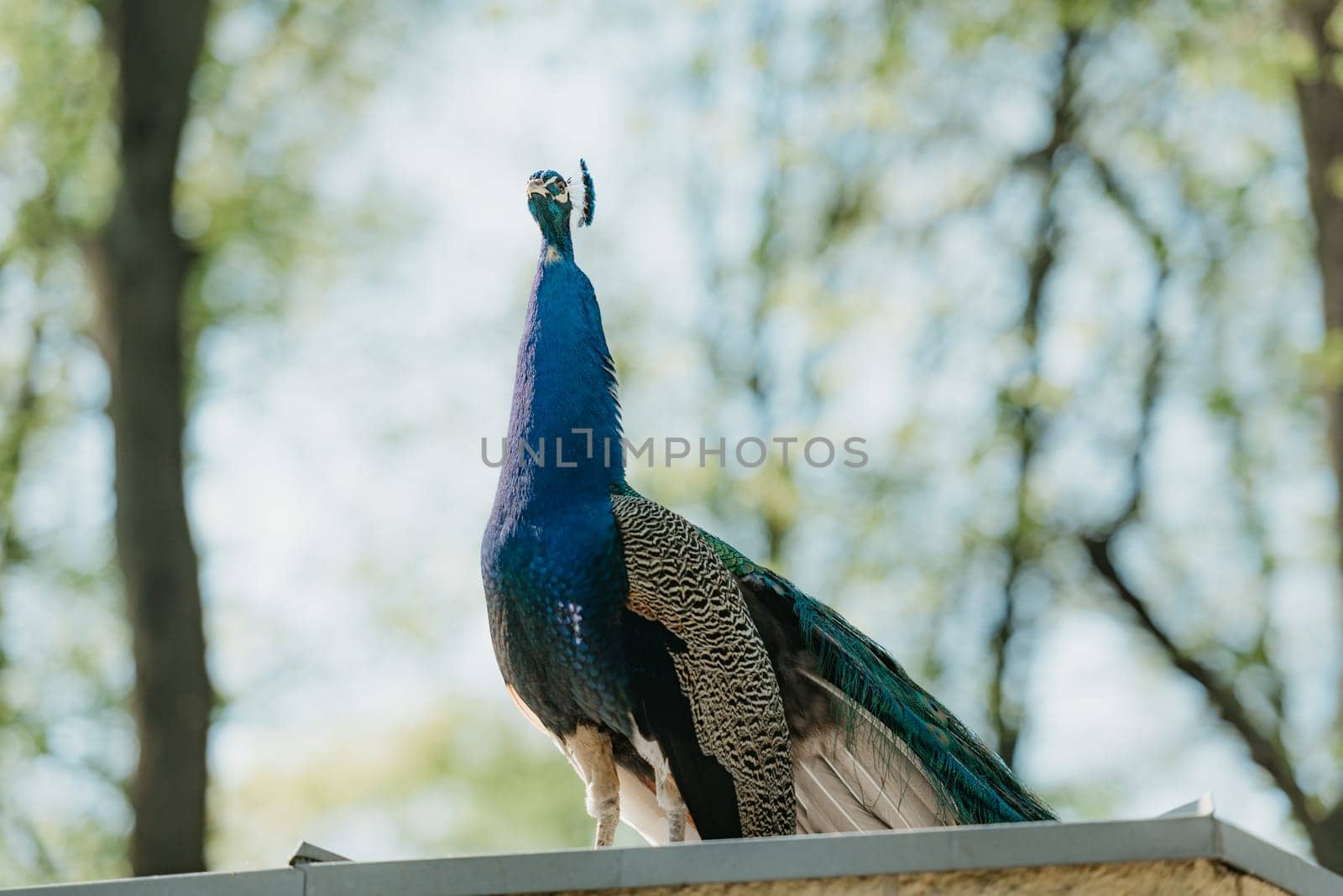 The Indian peafowl in the park in the morning by RomanJRoyce
