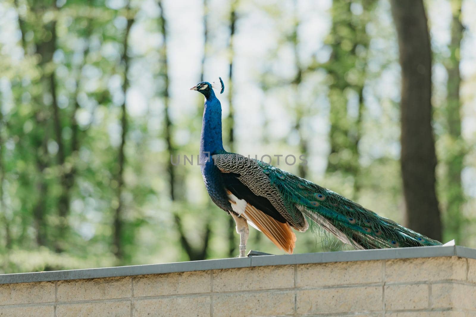 The Indian peafowl walks on the roof in the park in the morning. the common peacock in the forest.