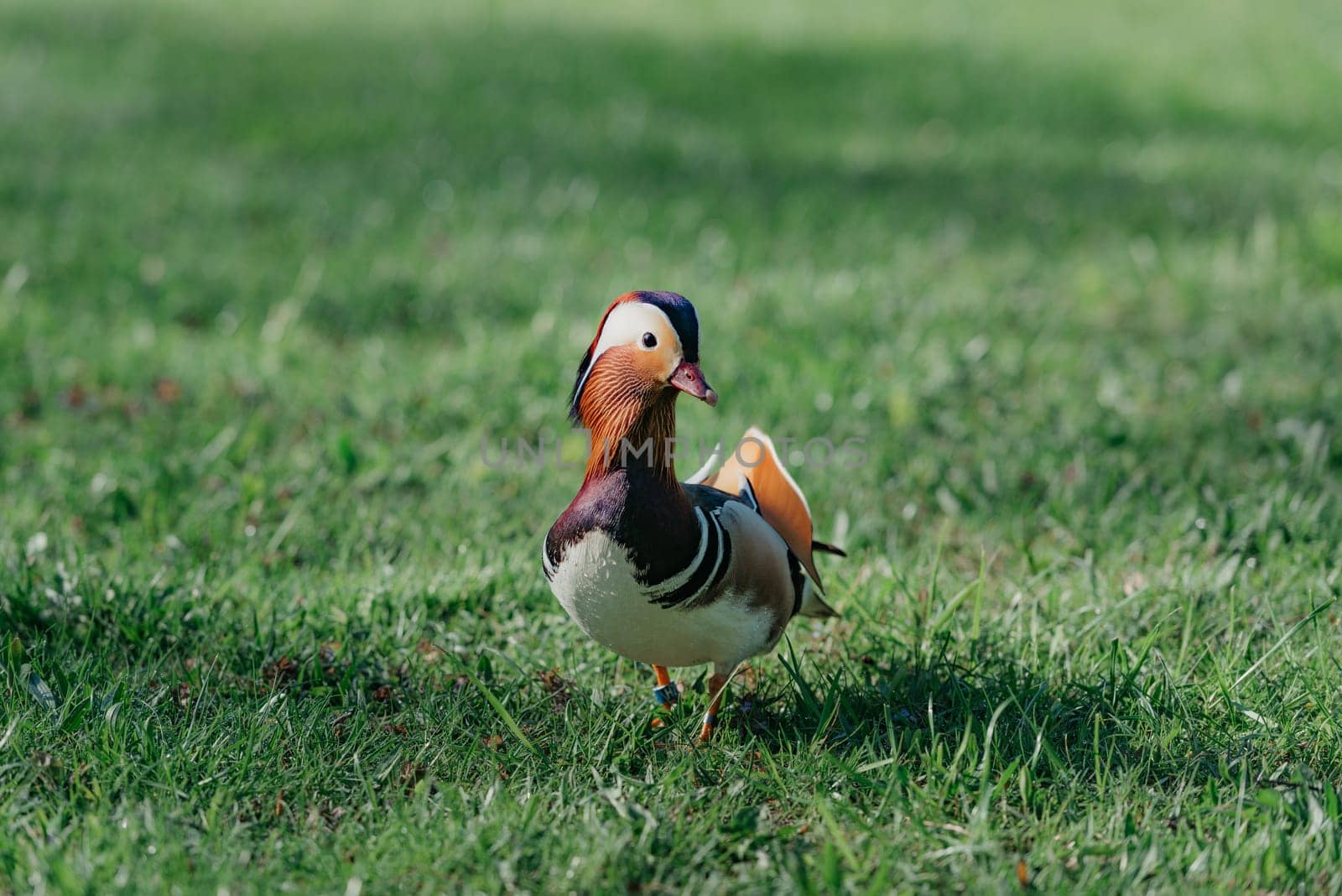 The front of a male mandarin duck who walks to his female in the meadow in the morning.