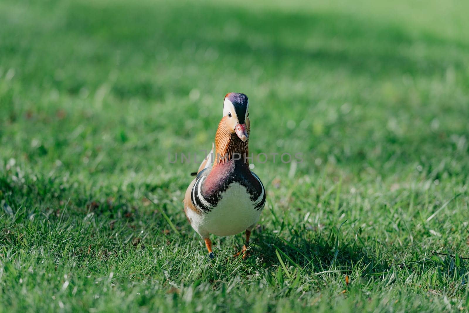 The front of a male mandarin duck searches his female in the meadow in the morning.