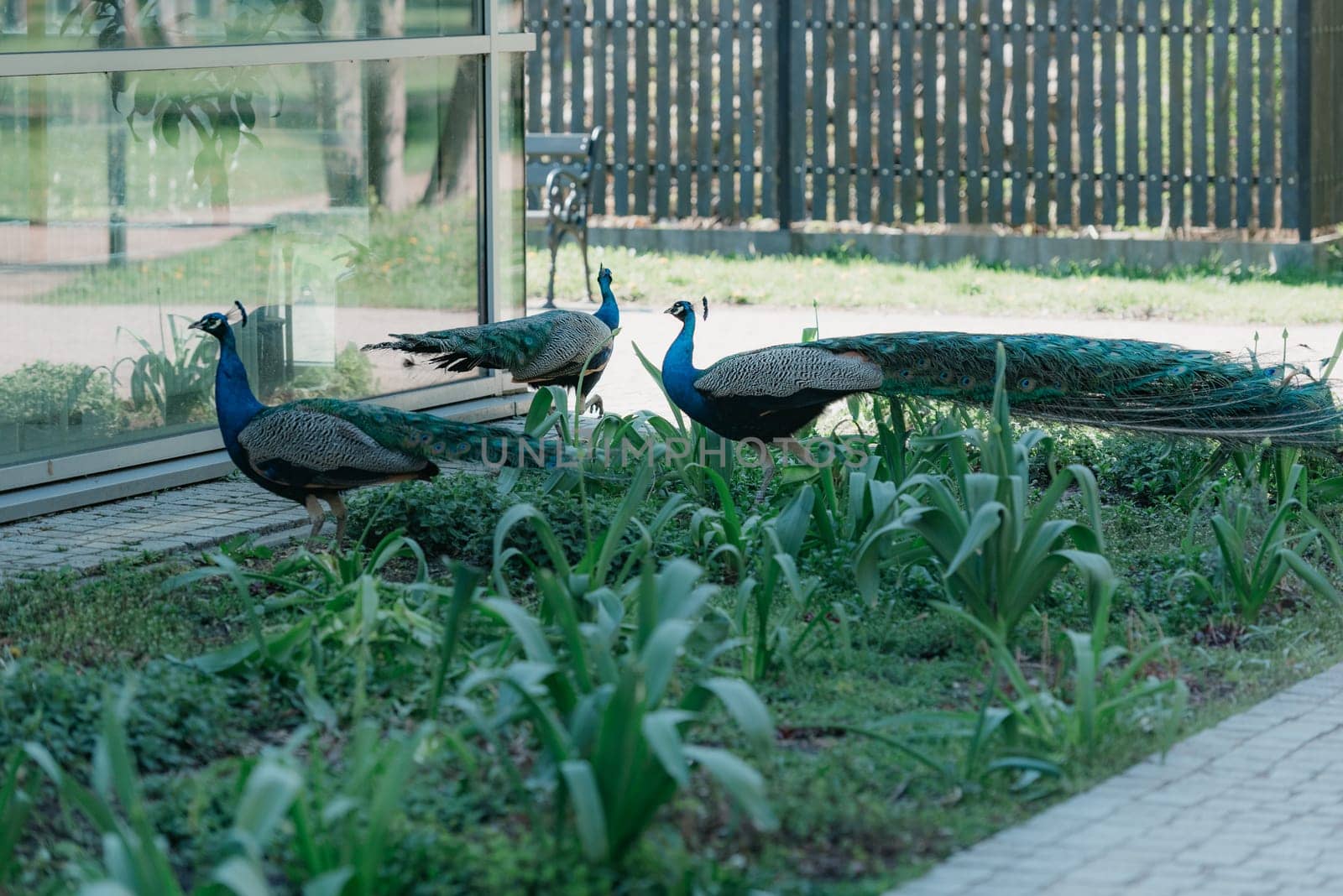 Three Indian peafowls in the garden in the morning. The common peacocks in the forest.