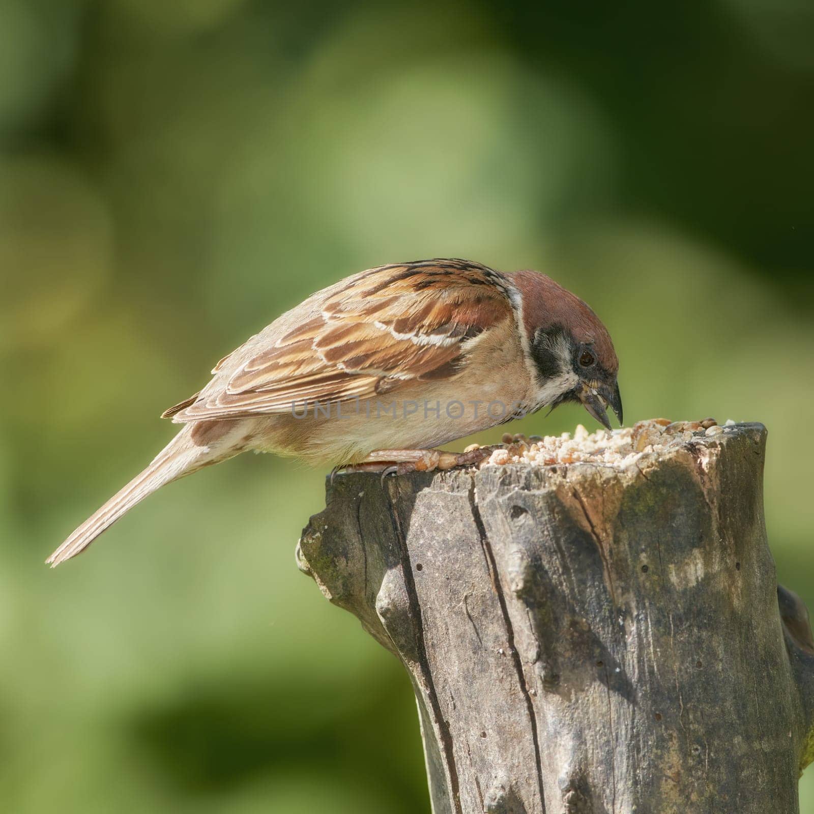 Sparrow. Sparrows are a family of small passerine birds, Passeridae. They are also known as true sparrows, or Old World sparrows, names also used for a particular genus of the family, Passer. by YuriArcurs