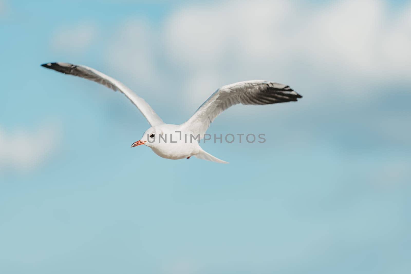 The photo of a flying black-headed adult gull in winter plumage on the autumn Baltic Sea.
