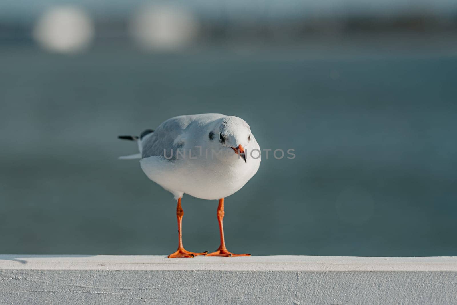 The black-headed adult gull in winter plumage looks for something on a pier fence on the Baltic Sea.