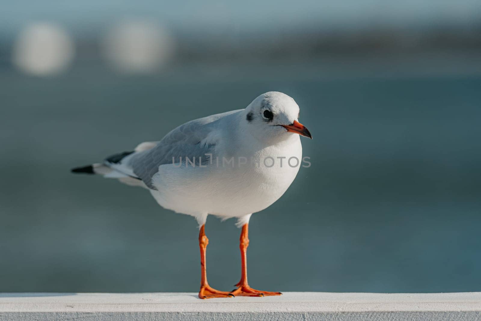 The close up black-headed adult gull in winter plumage looks for something on a pier fence on the autumn Baltic Sea.