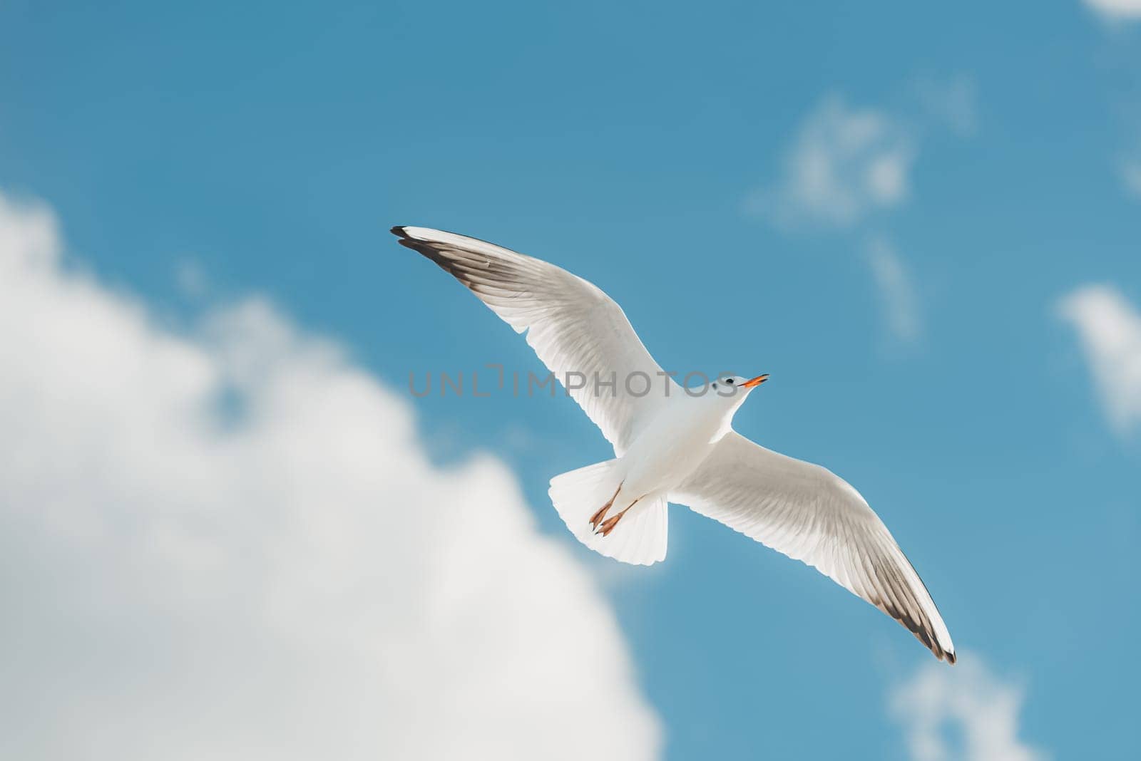 The photo from below of a flying black-headed adult gull in winter plumage on the autumn Baltic Sea.