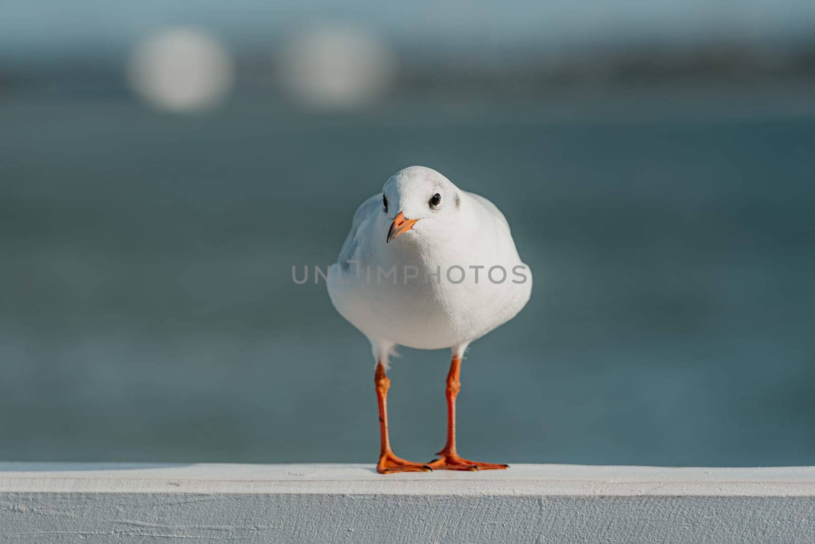 The front portrait of a black-headed adult gull in winter plumage on a pier fence on the autumn Baltic Sea.