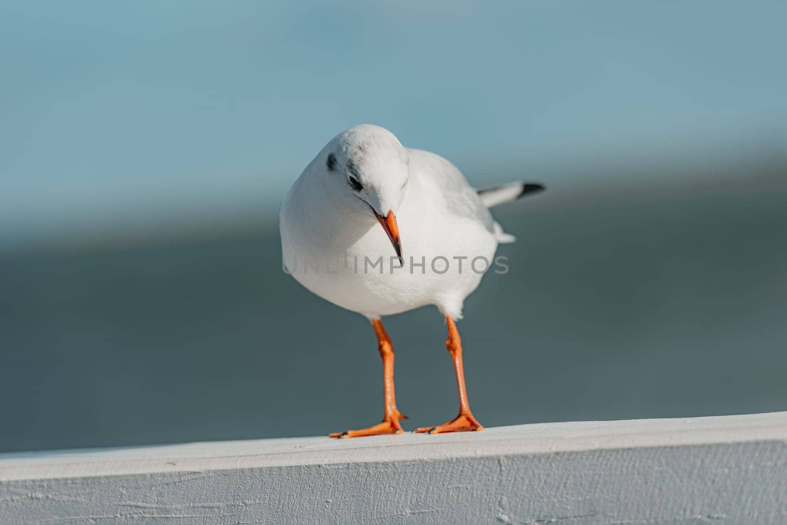 The front portrait of a black-headed adult gull in winter plumage on a pier fence on the autumn Baltic Sea.