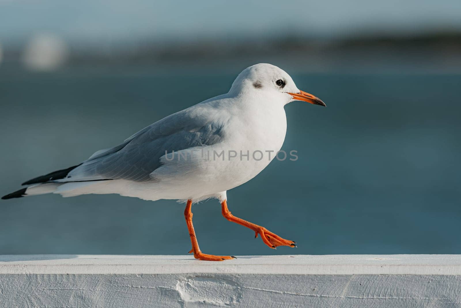The black-headed adult gull in winter plumage on a pier fence on the Baltic Sea by RomanJRoyce