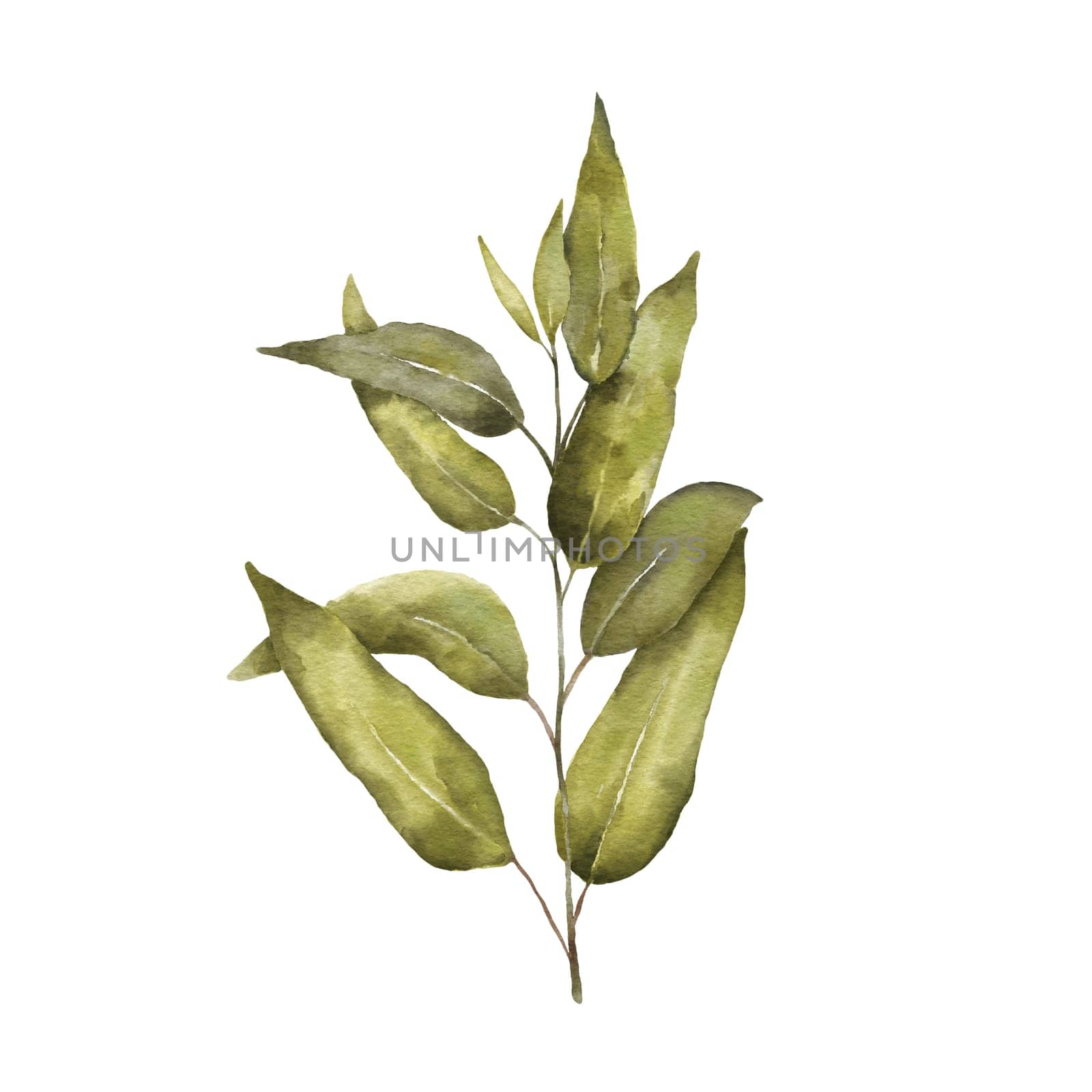 Watercolor Eucaliptus branch drawing. Hand drawn illustration with eucalyptus leaves isolated on white background. Floral herbal image of green plant.