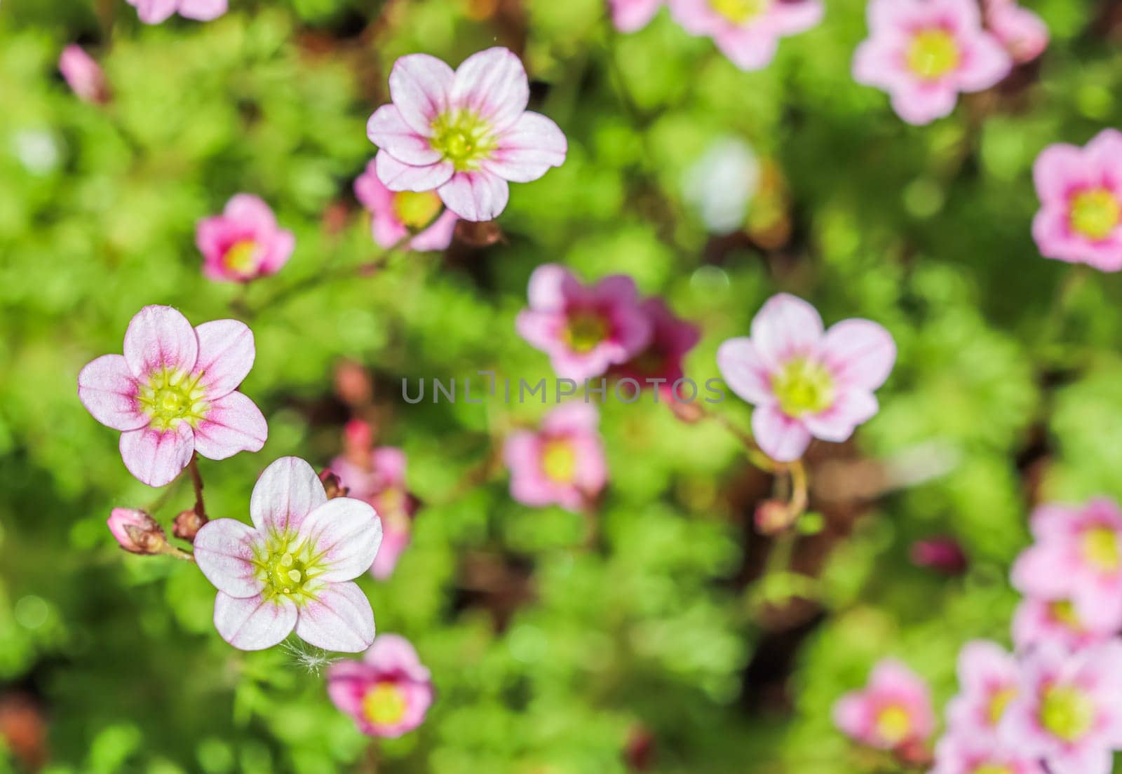 Delicate white pink flowers of Saxifrage moss in the spring garden. Floral background