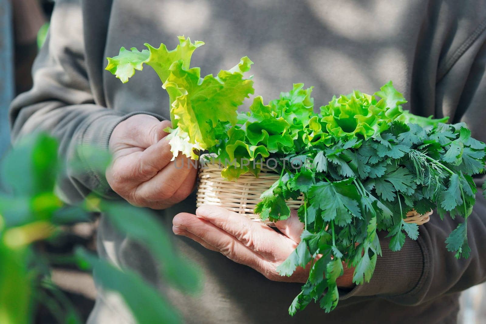 Healthy food concept with herbs. The hands of an elderly woman hold a bunch of green herbs