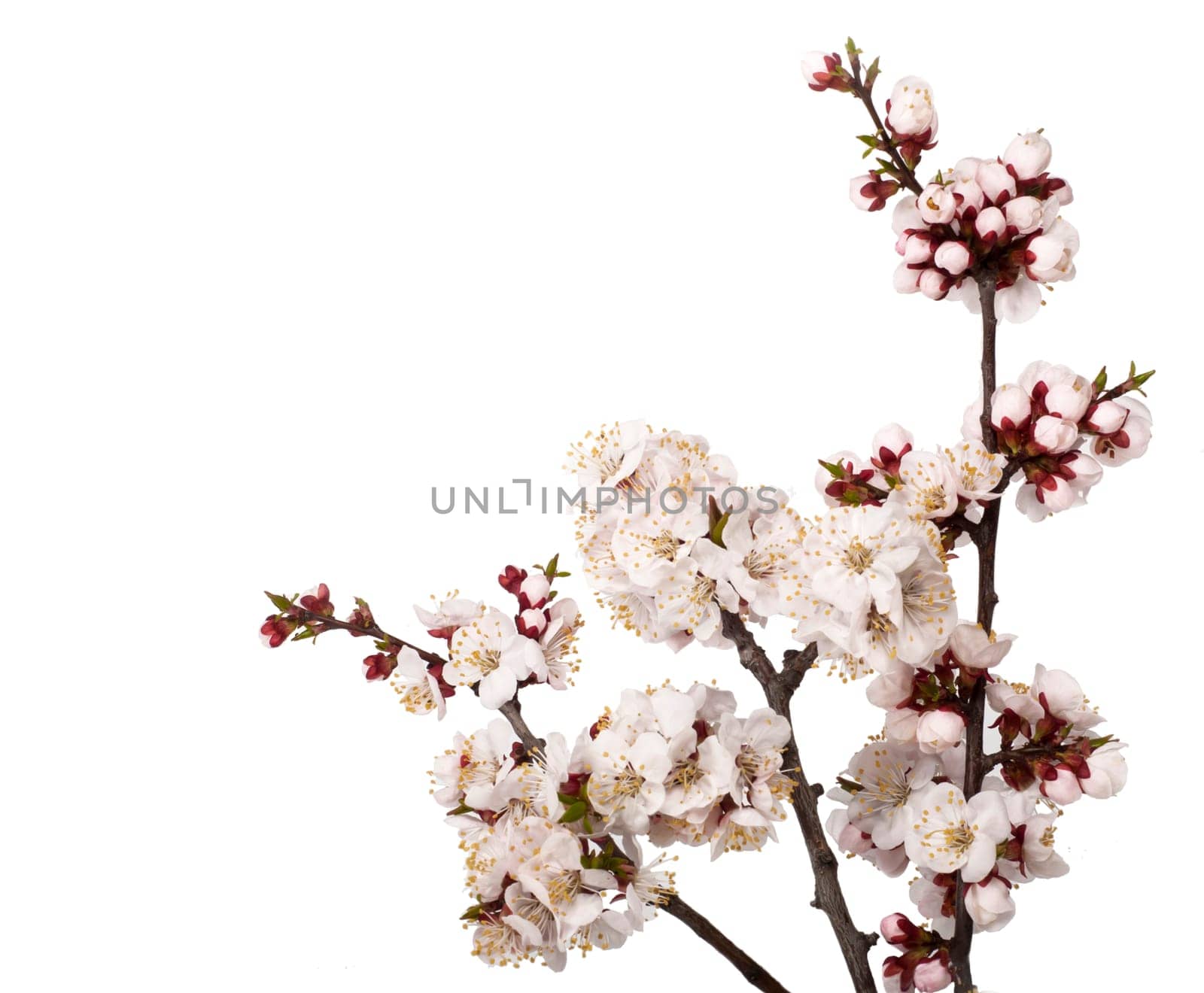 branch of tree blossoming by pink isolated on white background. Pink delicate flowers of cherry, sakura isolated on white background. spring state by aprilphoto
