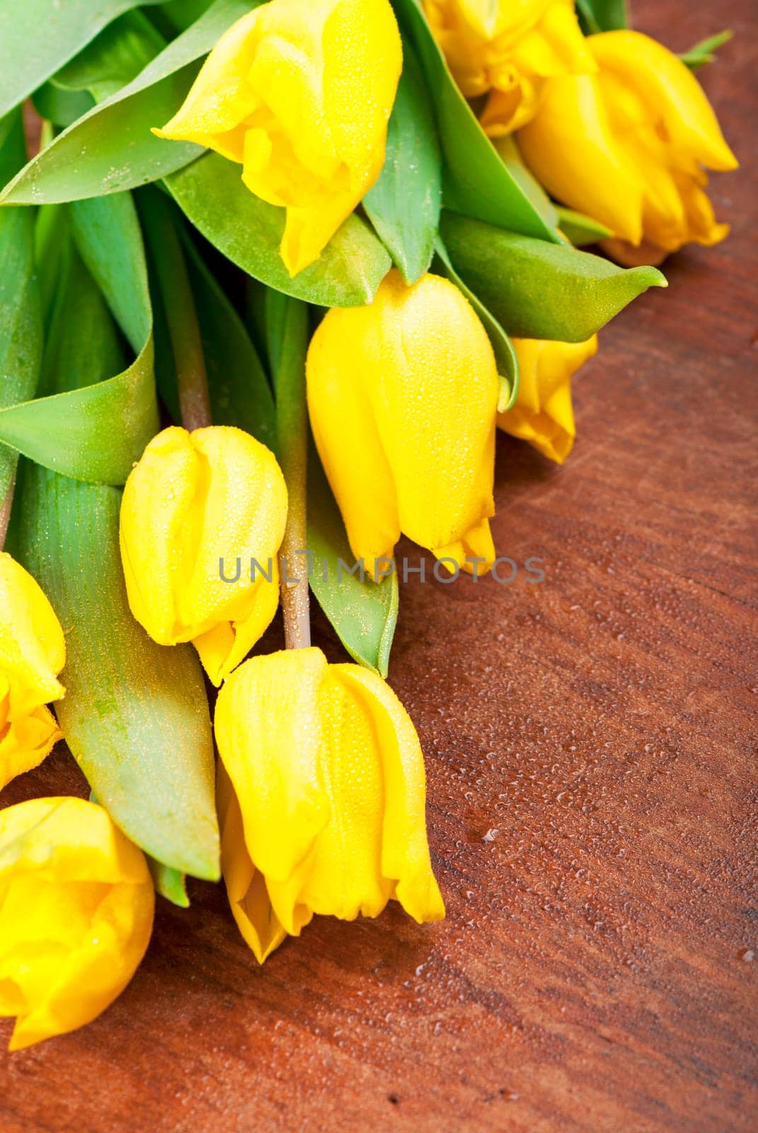 Yellow tulips on a wooden surface. Studio photography.