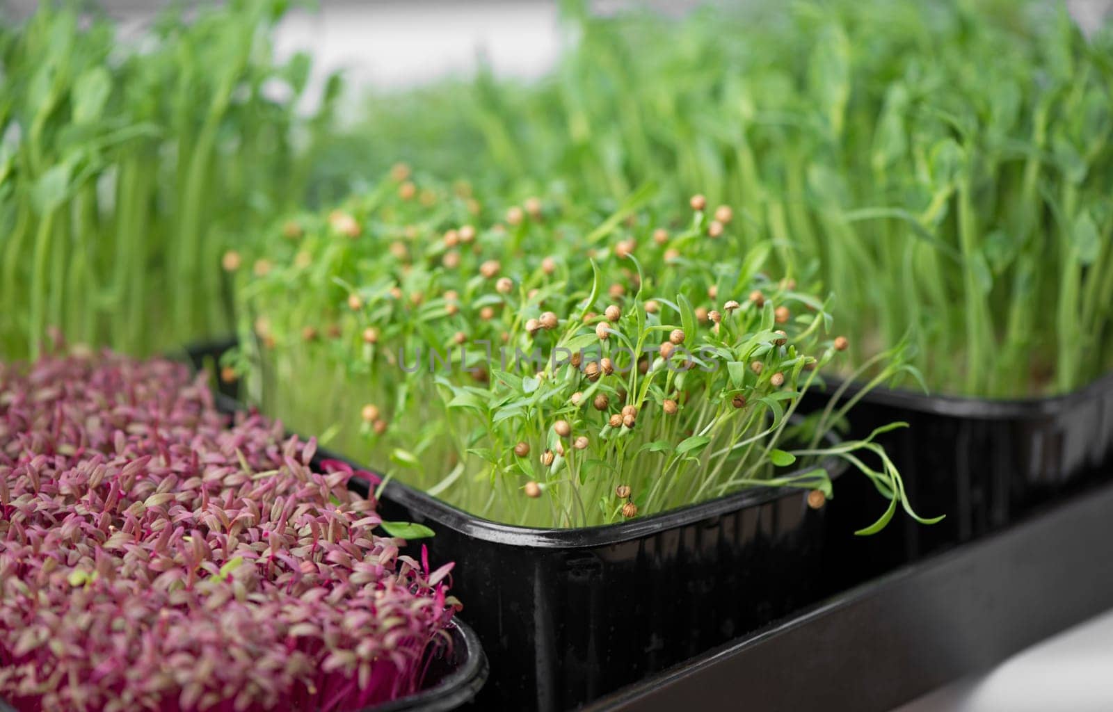 The concept of a healthy diet, growing microgreens - boxes of red amaranth, mustard, arugula, peas, cilantro on a home white windowsill. I cut with scissors